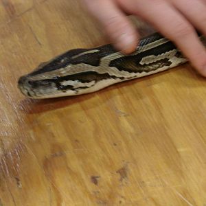 Steel City Safari - November 15th, 2009