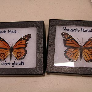 Steel City Safari - November 15th, 2009