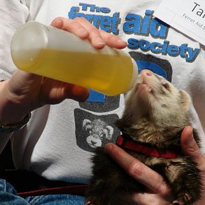 Steel City Safari - November 15th, 2009