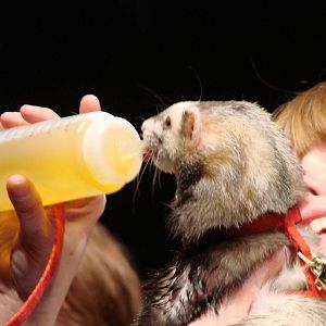 Steel City Safari - November 15th, 2009