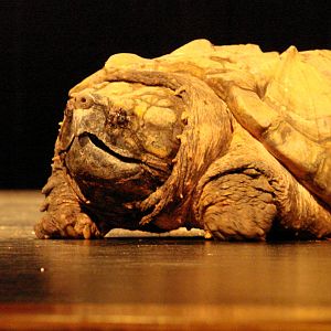 Steel City Safari - November 15th, 2009