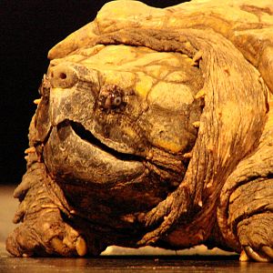 Steel City Safari - November 15th, 2009