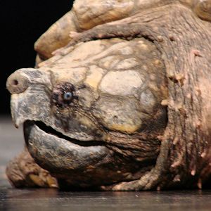 Steel City Safari - November 15th, 2009