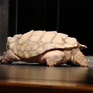 Steel City Safari - November 15th, 2009