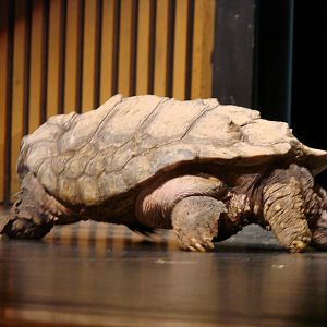 Steel City Safari - November 15th, 2009