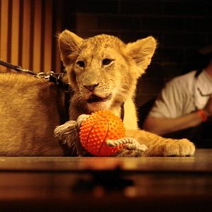 Steel City Safari - November 15th, 2009