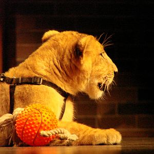 Steel City Safari - November 15th, 2009