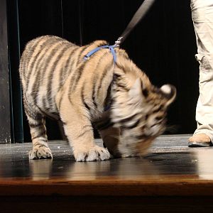 Steel City Safari - November 15th, 2009