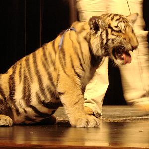 Steel City Safari - November 15th, 2009