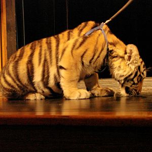 Steel City Safari - November 15th, 2009