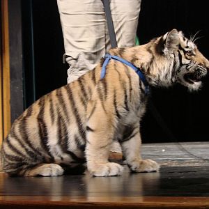 Steel City Safari - November 15th, 2009