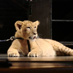 Steel City Safari - November 15th, 2009