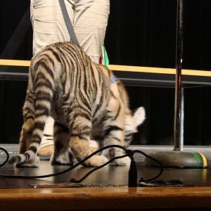 Steel City Safari - November 15th, 2009