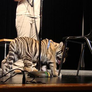 Steel City Safari - November 15th, 2009