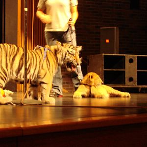 Steel City Safari - November 15th, 2009