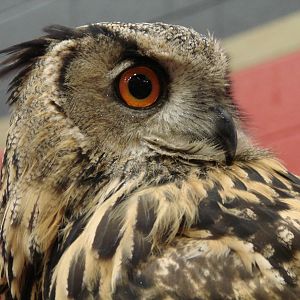 Steel City Safari - November 15th, 2009