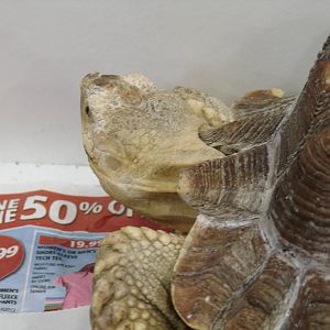 Steel City Safari - November 15th, 2009