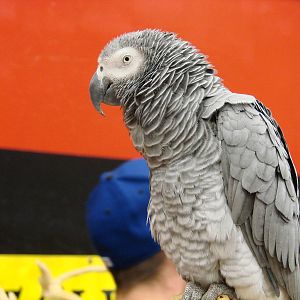 Steel City Safari - November 15th, 2009