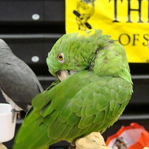 Steel City Safari - November 15th, 2009