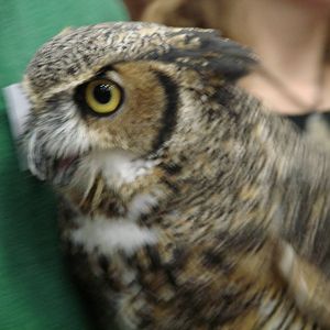 Steel City Safari - November 15th, 2009