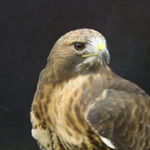 Steel City Safari - November 15th, 2009