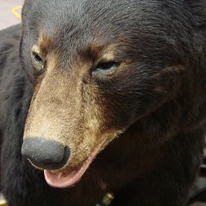 Steel City Safari - November 15th, 2009