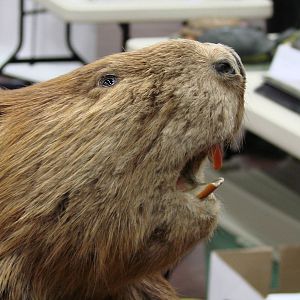 Steel City Safari - November 15th, 2009