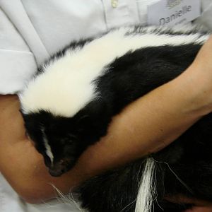 Steel City Safari - November 15th, 2009