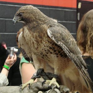 Steel City Safari - November 15th, 2009