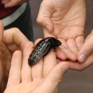 Steel City Safari - November 15th, 2009