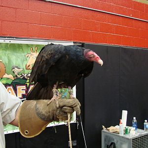 Steel City Safari - November 15th, 2009