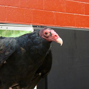 Steel City Safari - November 15th, 2009