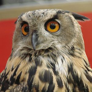 Steel City Safari - November 15th, 2009