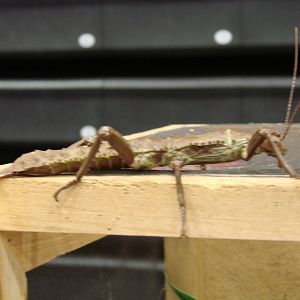 Steel City Safari - November 15th, 2009