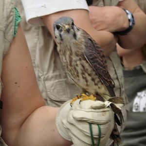 Steel City Safari - November 15th, 2009