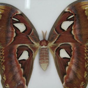 Steel City Safari - November 15th, 2009