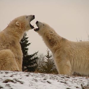 Toronto Zoo Visit - December 18th 2009