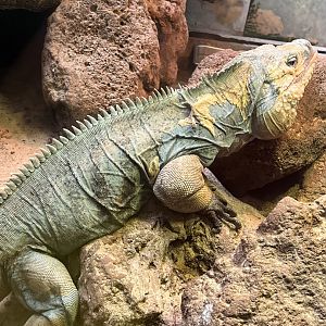 Male grand cayman iguana