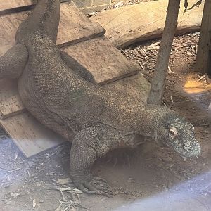 Murphy the Komodo dragon