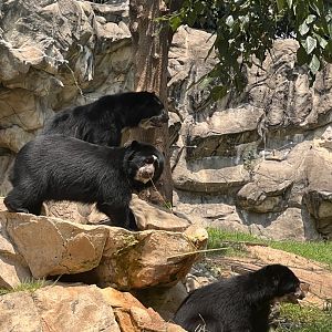 Andean bear mom and cubs