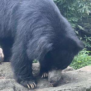 Sloth bear