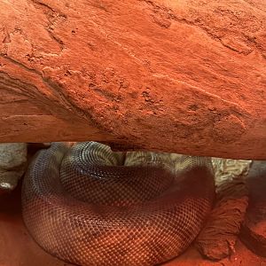 Black-headed python