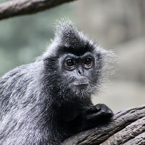 Silvery Lutung (Trachypithecus cristatus)