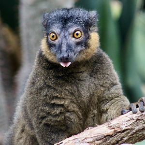 Collared Brown Lemur (Eulemur collaris) female