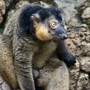 Collared Brown Lemur (Eulemur collaris) male
