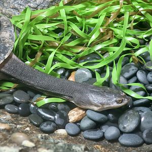 Giant Snake-Necked Turtle (Chelodina expansa)