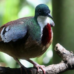 Mindanao Bleeding-Heart (Gallicolumba crinigera)