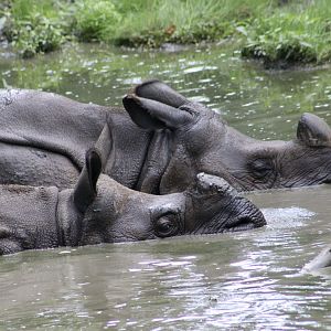 Indian Rhinoceros (Rhinoceros unicornis) mom Priya and son Patrick
