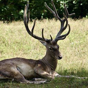 Bactrian Deer (Cervus hanglu bactrianus) male
