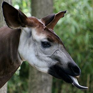Okapi (Okapia johnstoni) female